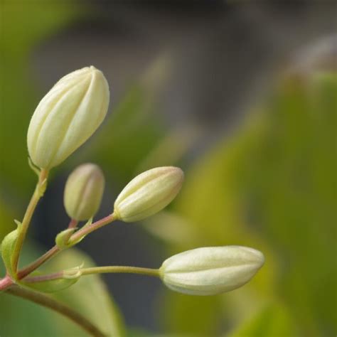 Armands Waldrebe Snowdrift Clematis Armandii Snowdrift