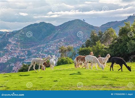 Lama Und Alpakas An Den Sacsayhuaman Inkaruinen Im Peruanischen Anden