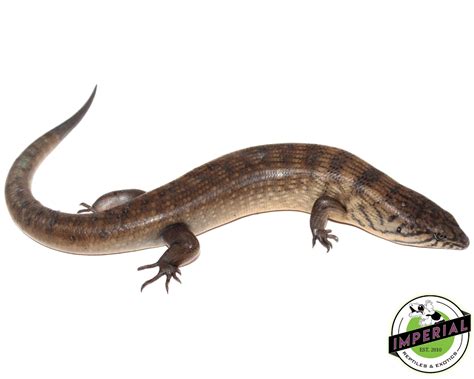 Solomon Island Ground Skink For Sale Imperial Reptiles Imperial