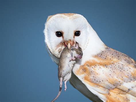 Close-up of a barn owl with a mouse Photograph by Tosca Weijers - Fine ...