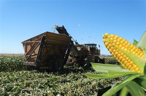 El Agradable Sabor Del Ma Z Dulce Panorama Agropecuario