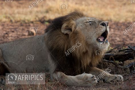 AFRIPICS - Black-maned male lion roaring