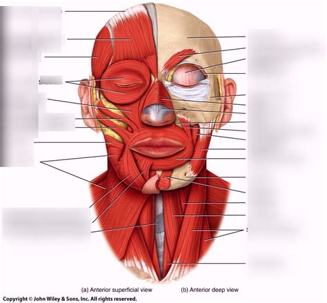 Head Muscles Front Diagram Quizlet