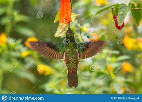 Violetear Espumante Verde E Azul Beija Flor Voando Ao Lado De Uma Bela