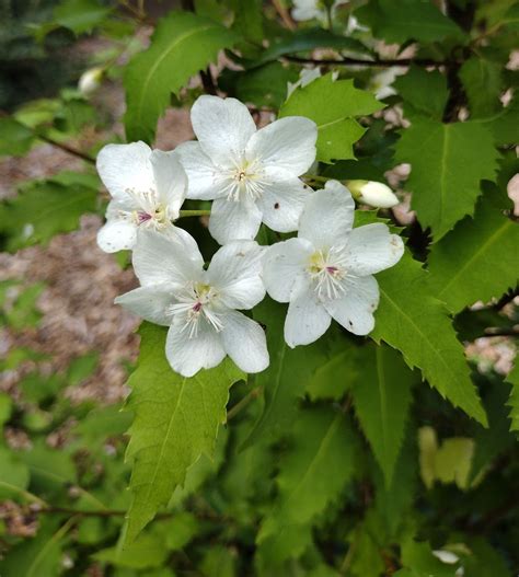 Hoheria 'Ace of Spades' - Trees and Shrubs Online