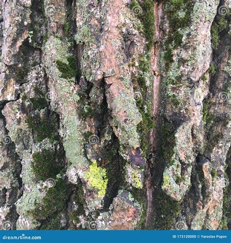 Large Bark Of A Large Tree Covered By Green Moss Natural Background