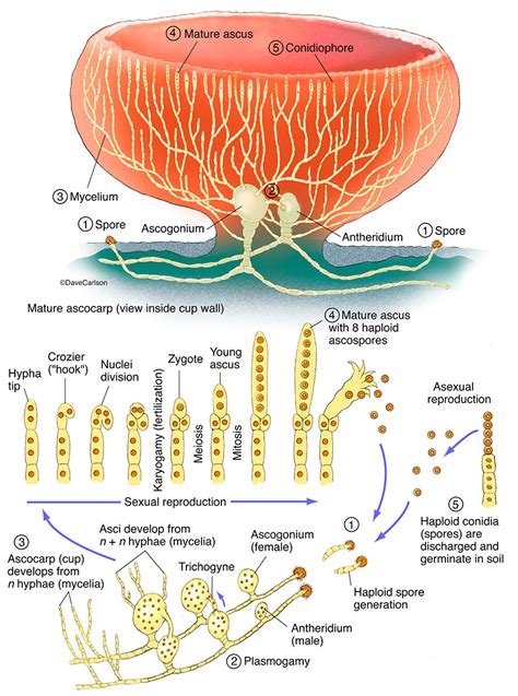 Ascomycota Labeled