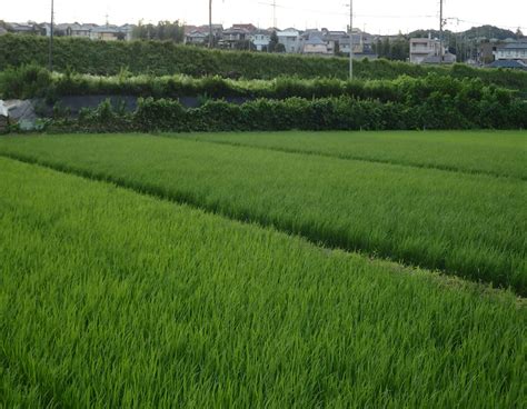 無線ブログ集 いつもの青葉区でプチ運用。 ライセンスフリー無線情報