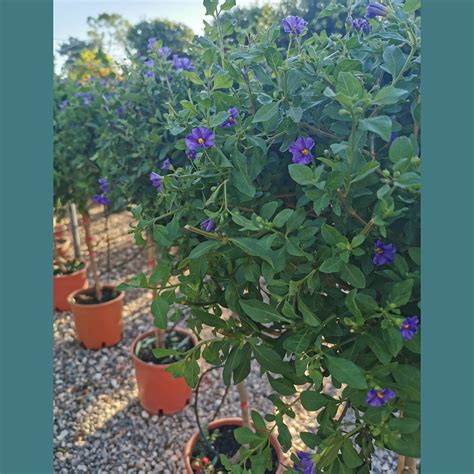 Solanum Rantonnetii Mini Fusto Lycianthes Rantonnetii Or Blue Potato