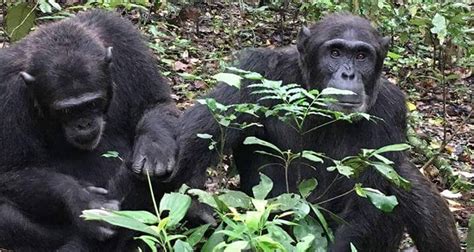 Days Primate And Wildlife Safari In Uganda Katella Uganda Safaris