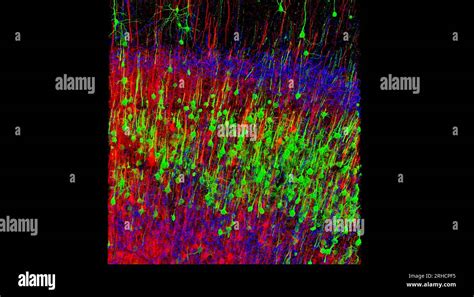 Nerve Cells Confocal Fluorescent Micrograph Stock Photo Alamy