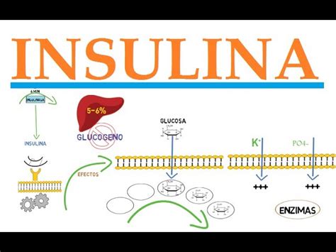 Todo lo que necesitas saber sobre la molécula de insulina Estructura