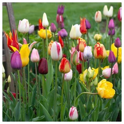 Tulip Bulbs Perennial Outdoortulip Bulbs Perennial Outdoortulip Bulbs For Saletulip Bulbs For