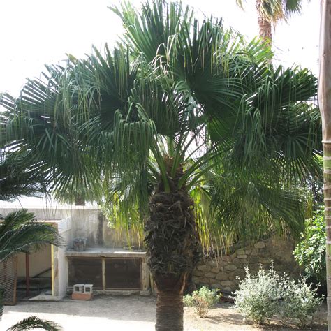 Washingtonia Filifera Palmier Jupon De Californie Au Tronc Trapu