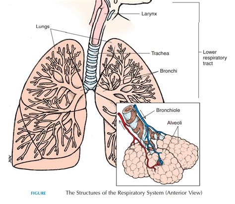 Lower Respiratory Tract - Anatomy of the Respiratory System