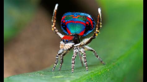 PsBattle: Peacock Spider mating dance. : r/photoshopbattles