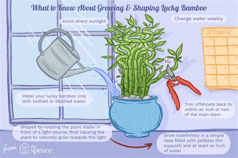 Lucky Bamboo Indoor Plant Care And Growing Guide