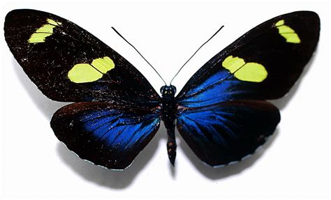 tugas sekolah komplit butterfly