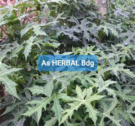 Jual Jual Daun Gedi Atau Pepaya Jepang Segar 1 Kg Petik Langsung Di