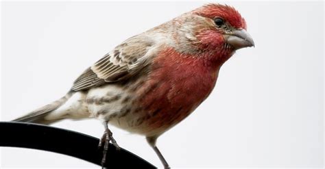 Purple Finch Pictures - AZ Animals