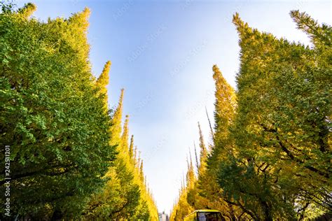 The Ginkgo Street Avenue In Meiji Jingu Gaien Park Meiji Jingu Gaien