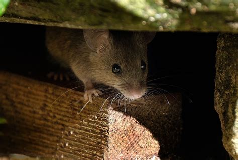 Are Mice Nocturnal Animals That Come Out at Night? | EcoGuard