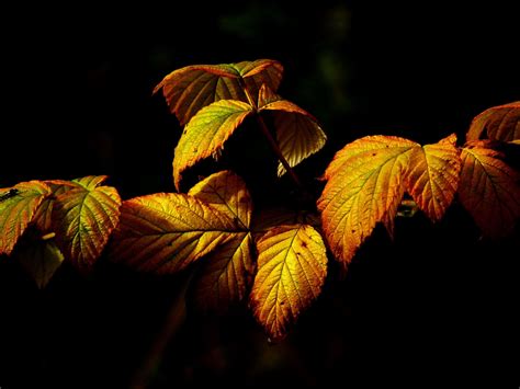 autumn, border, bright, brown, color, colorful, decoration, design ...