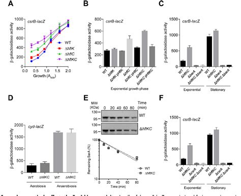 Spatiotemporal Regulation Of The BarA UvrY Two Component Signaling