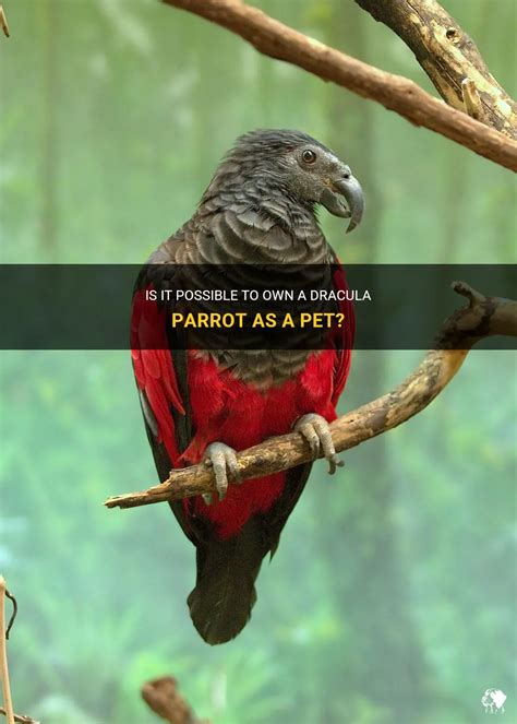 Is It Possible To Own A Dracula Parrot As A Pet Petshun