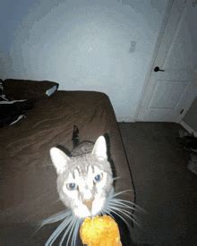 Zazu Cat Meme - Zazu cat - Discover & Share GIFs