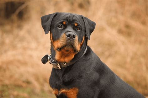 chó giống rottweiler, chó rottweiler đẹp, rottweiler rẻ, rottweiler đà nẵng