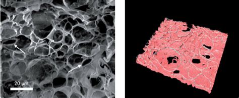 A Porous Gelatin Hydrogel Sample Sectioned And Imaged By Fibsem With