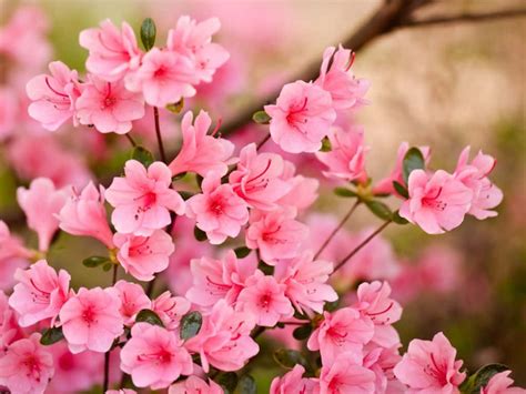 Beautiful Flowers Wallpapers For Laptop | Best Flower Site