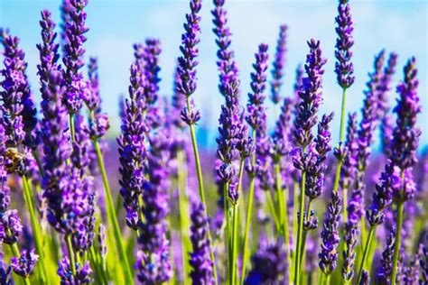 huong  cach trong hoa oai huong lavender