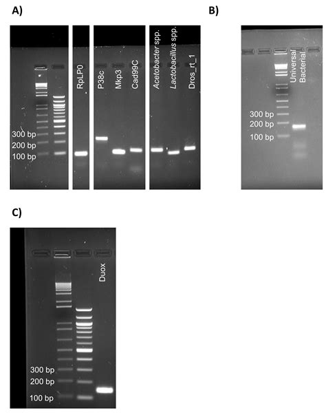 Deleterious Effects Of Neonicotinoid Pesticides On Drosophila