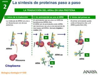 Sintesis De Proteinas PPT