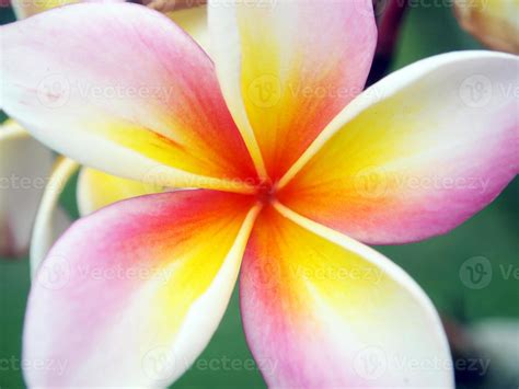 Close Up Frangipani Flower Stock Photo At Vecteezy