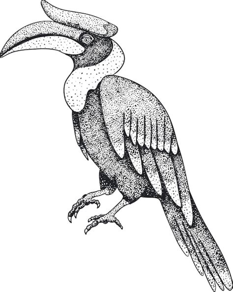 Premium Vector Rhinoceros Hornbill Bird Vector Sketch Of Hand Drawn