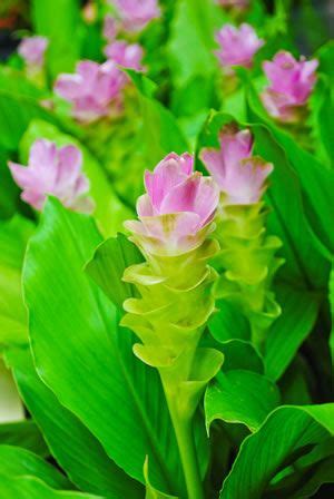 Safranwurz Curcuma Alismatifolia Pflege Und Berwintern Safranwurz