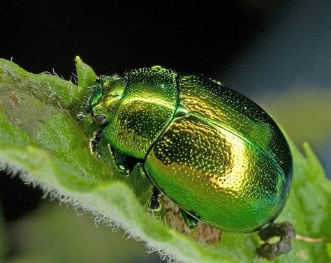 1000+ images about beetles beetles beetles on Pinterest | Beetles ...