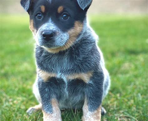 Miniature Blue Heeler Puppies for Sale in Missouri | Blue Heeler Paws