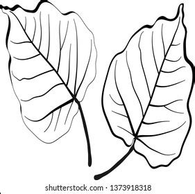 1 009 Bodhi leaf vector 图片库存照片和矢量图 Shutterstock