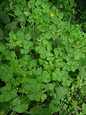 Wood Sorrel: Pictures, Flowers, Leaves & Identification | Oxalis stricta