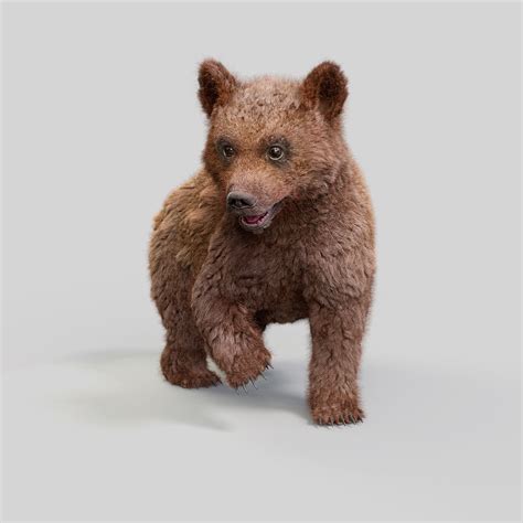 Grizzly Bear Cub on Behance