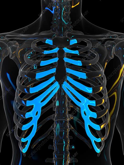 Costal cartilage, illustration - Stock Image - F035/1695 - Science Photo Library