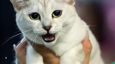 13 Rarest Cat Breeds Ever | FunnyCat.TV