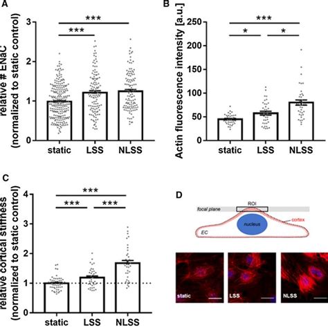 Shear Stress Induced ENaC Membrane Abundance Within Minutes A ENaC