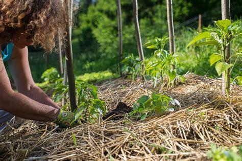 Quelle Est La Meilleure Saison Pour Planter Des Arbres Tafsquare