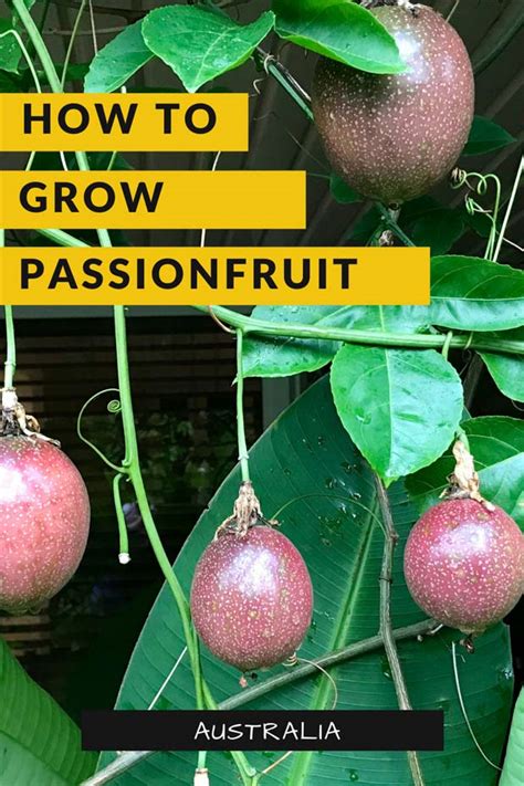 How To Grow Passionfruit Wa Scene