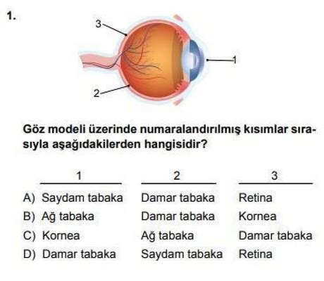 6 Sınıf Fen Bilimleri Duyu Organları Test Çöz Evvel Cevap